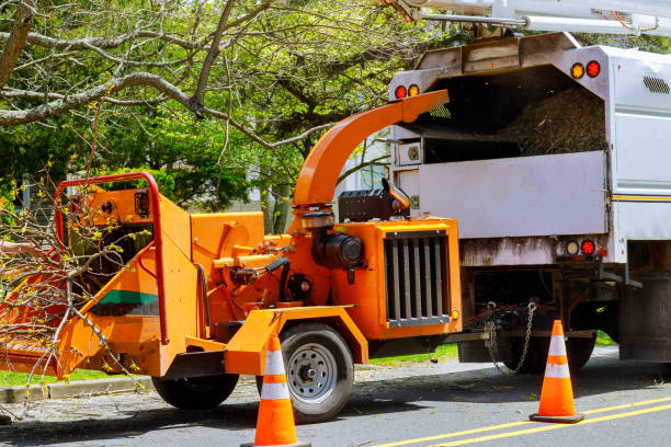 Best Stump Grinding and Removal  in Allendale, MI