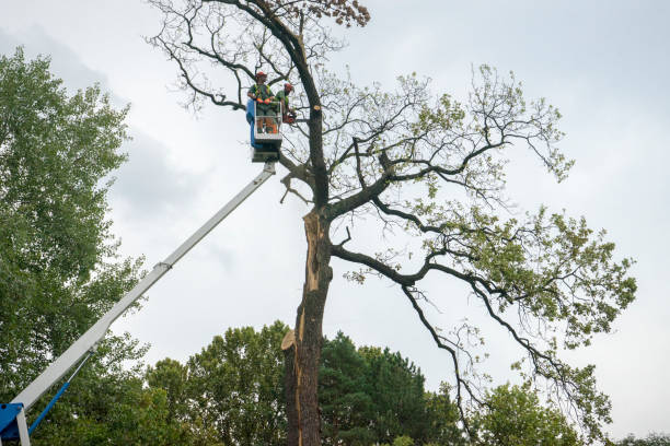 Best Palm Tree Trimming  in Allendale, MI